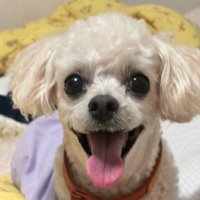 쑟 (@donttouchmypony) 's Twitter Profile