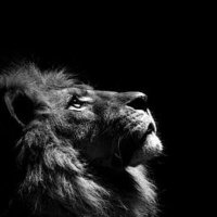 Kesmeşeker (@arzutrs) 's Twitter Profile Photo