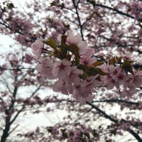 みー (@iaaai2sakura) 's Twitter Profile