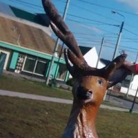 Foxylady (@foxy_lady02) 's Twitter Profile Photo Foxylady (@foxy_lady02) 's Twitter Profile Photo