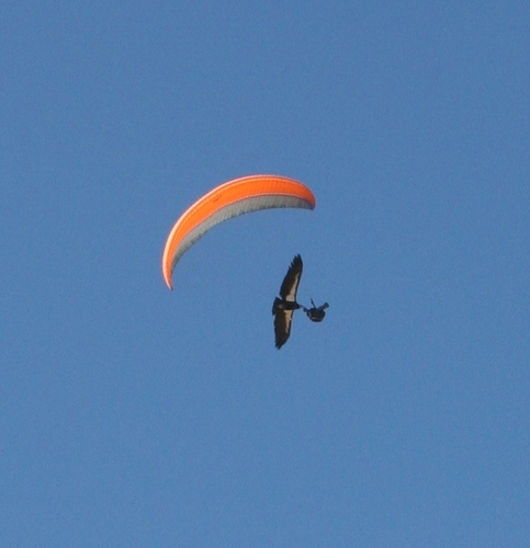 ajdainsberg's profile picture. purely paragliding