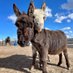 mini donkeys for sale (@MenHendo) Twitter profile photo