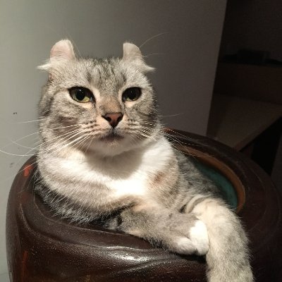steventsluo's profile picture. Replicating human intelligence with neural nets.