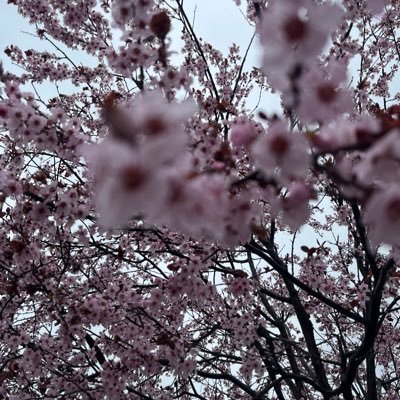 KneelMs's profile picture. I watch anime and politics. Alot of love & a little rage 🌸 #Resist🇵🇸🫂