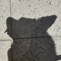 Marcel (@nekigora) 's Twitter Profile Photo Marcel (@nekigora) 's Twitter Profile Photo
