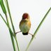 Robin (@robinbirdwatch) Twitter profile photo Robin (@robinbirdwatch) Twitter profile photo