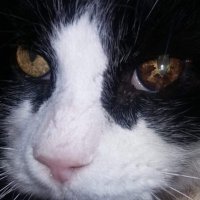 Kitty (@kittyluvshorror) 's Twitter Profile