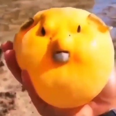 YIPPEE_ECHO's profile picture. Fish 🐡