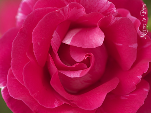 MissPerfect2808's profile picture. Twenty five year old, european girl and law student, whos often called Miss Perfect. Loves books, movies, TV shows, writing, psychology, shopping and more.