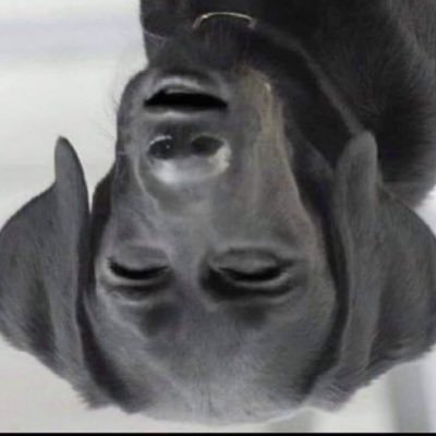 Si un jour tu fini dans une cave, prie pour que ça sente plus le roquefort que le roussi.