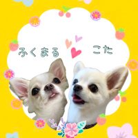 こたまま(@kotamama_kota) 's Twitter Profile Photo