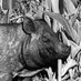 Mississippi Pig (@bitznbacon) Twitter profile photo Mississippi Pig (@bitznbacon) Twitter profile photo