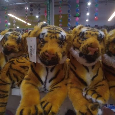 MangoconFororo's profile picture. Memes