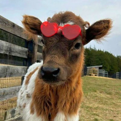 Sam I Amさんのプロフィール画像