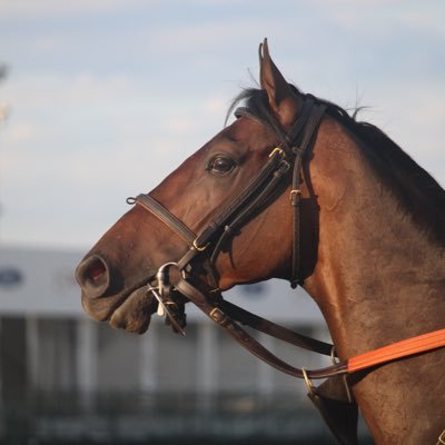 I really like horses | UofL Equine Business Graduate | Photos at https://t.co/CsvvydUhFY | All opinions are my own