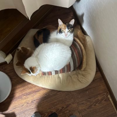 柴犬とにゃんこ3匹と暮らしてます。 変な垢以外フォロバ100します! 無言フォロー失礼します。 DM返事できません🙇♀️よろしくお願いします