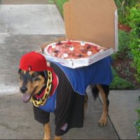 Pizza Dog(@OGPizzaDog) 's Twitter Profile Photo