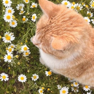 Amirasetia_'s profile picture. 