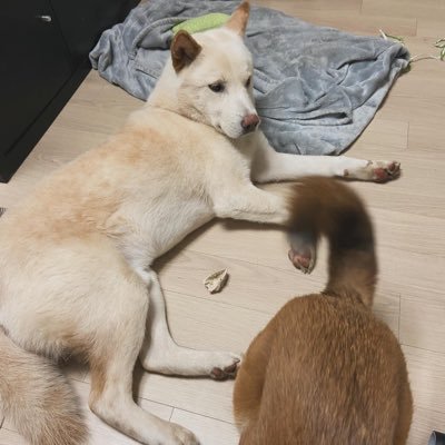 nene_puppybook's profile picture. 안녕하세오 눈나들  마산보호소 출신 진도믹스 네네에오.  임보중인 리나소개하러 왔어요...🐕 #믹스견 #입양홍보 #가족구함 #강아지입양 #강아지분양