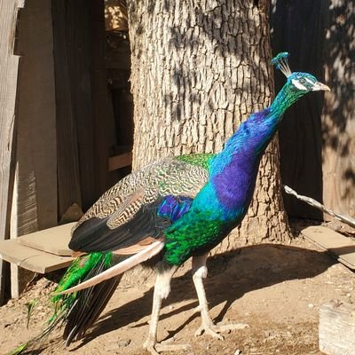 tweethypeOG's profile picture. -drive it like you stole it.-
#gardening #naturelover #health #permaculture #ancientrome #poetry #literature #f4f