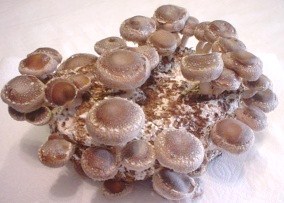 Texas Organic Mushrooms, only TX shiitake farm, family farm, since 1990, certified organic https://t.co/JkX2wIOehm We prepare our own shiitake blocks, no imports!