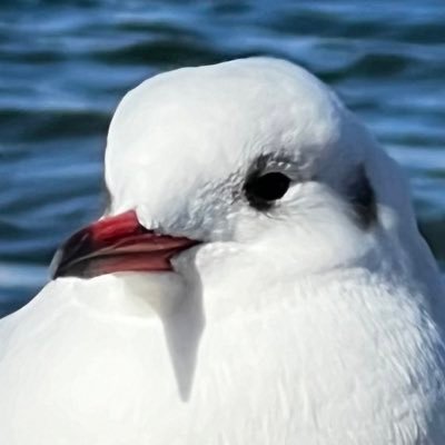 ほのてんさんのプロフィール画像