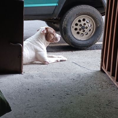 ReneArmandoCha1's profile picture. 