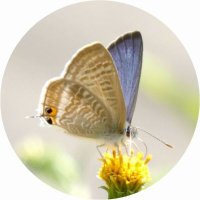 87 (@_fairy08_) 's Twitter Profile