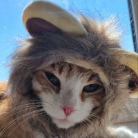 MAKSI - CAT LION 🐈🦁(@maksicatlion) 's Twitter Profile Photo