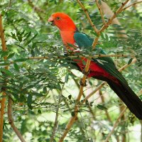 KingParrot (@cberkman) 's Twitter Profile