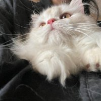 Kinnifer (@wangruoru194427) 's Twitter Profile