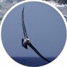 BirdLifeMarine's profile picture. Updates from BirdLife International Marine Programme on our work saving seabirds & marine life. Please join us on Bluesky @birdlifemarine.bsky.social