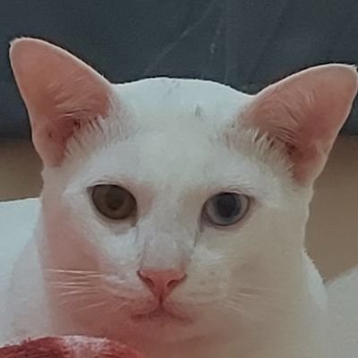 SuanchaleeJ's profile picture. 