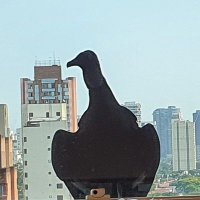 Dimitri (@maturanodc) 's Twitter Profile