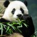 Silent Panda (@silentpanda2121) Twitter profile photo Silent Panda (@silentpanda2121) Twitter profile photo