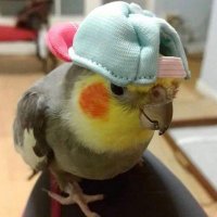 NULL (@sixdollarpints) 's Twitter Profile