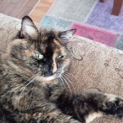 W kotach jest wszystko, co kocham 🐈🐱
Wolontariat w Fundacja Felineus