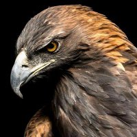 J. Vega🕊 (@aguilareal_vega) 's Twitter Profile