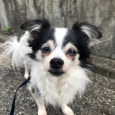 alanaydin2024's profile picture. 白い布団のアラン王子🤴🏼チワワ♂12歳 👑僧帽弁閉鎖不全症ステージC闘病中🏥🧸クラファン達成🥳6/26❤️‍🩹多大なるご支援ご協力をありがとうございました！7/16手術予定🏥応援よろしくお願いします🫀動物達が苦しむことのない優しい世界になりますように💫