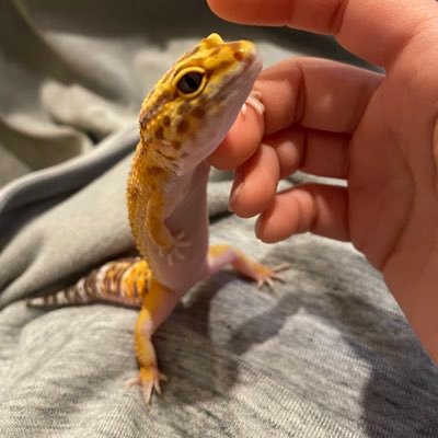 ichigo_jam_311's profile picture. 2023.10.01 ついにレオパちゃんをお迎えしました。まだまだ初心者🦎 2024.3.10神経障害の症状あり。ビタミン剤で回復？2025.5.16２度目の神経障害。３月から餌食べてくれず…またビタミン不足？　野球も好きです⚾️