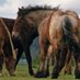 Austral Journal of Veterinary Sciences (@ajvs_chile) Twitter profile photo Austral Journal of Veterinary Sciences (@ajvs_chile) Twitter profile photo