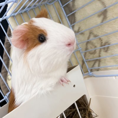 moru_syun's profile picture. イングリッシュモルモット　しゅんくん         2024.1.11産まれ　飼育初心のため色々教えてもらえると助かります！ 無言フォローすいません！