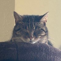 MothZilla (@bigzillah_) 's Twitter Profile