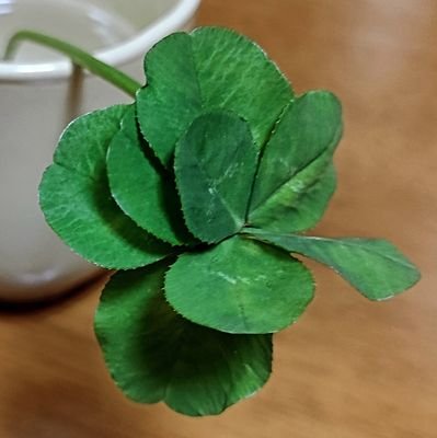 7hOCumkLBejakbS's profile picture. 猫飼い▶宝塚…ちなつさん🌙じゅりちゃん🌙おだちん🌙雅乃ちゃん🌸▶お笑い…ジャルジャル、マツモトクラブさん▶ＯＳＫ日本歌劇団…翼和希くん、壱弥ゆうくん、唯城ありすちゃん💕