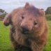 Wombat (@WombatsInFact) Twitter profile photo