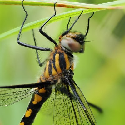 トンボやチョウなどの昆虫をはじめ、生き物の写真を撮っています。街中昆虫探しも日課です。日本トンボ学会会員、日本自然科学写真協会(SSP)会員、岐阜県レッドデータブック改訂調査検討委員会会員。画像、動画、文章などの無断転載は、お断りします。美濃むし日記 : https://t.co/ffECqBsNK6