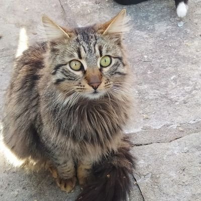 chara17600's profile picture. 