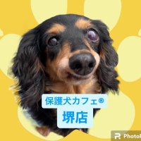 保護犬カフェ®堺店(@hogokensakai) 's Twitter Profile Photo