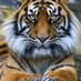 tiger10_000🐯🐯🐯🐯🐯 (@tiger10_000) Twitter profile photo tiger10_000🐯🐯🐯🐯🐯 (@tiger10_000) Twitter profile photo
