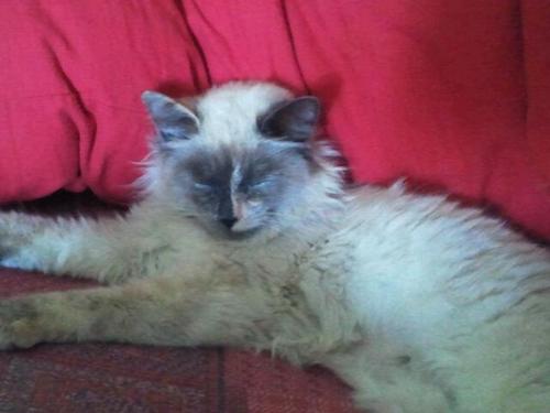 nolcirea's profile picture. 